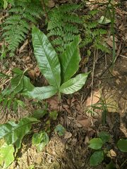 Tectaria harlandii