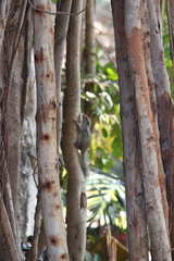 Funambulus tristriatus