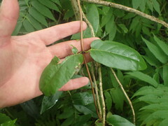 Lonicera