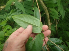 Lonicera
