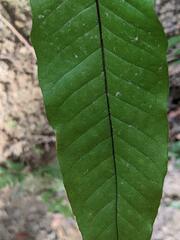 Tectaria harlandii
