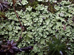 Cladonia apodocarpa