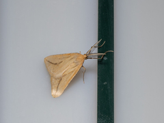 Aspitates collinaria