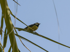 Cyanistes teneriffae