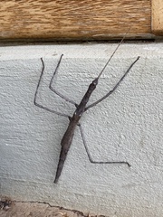 Bactrododema