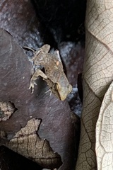 Phrynobatrachus plicatus