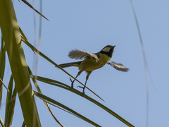 Cyanistes teneriffae