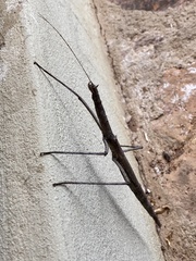 Bactrododema