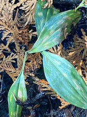 Maianthemum trifolium
