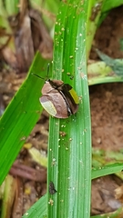 Cyrtonota lateralis