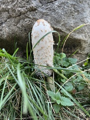 Coprinus comatus