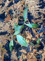 Maianthemum trifolium