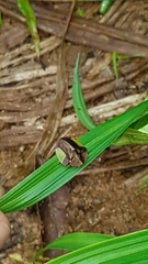 Cyrtonota lateralis