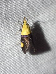 Oecophora bractella