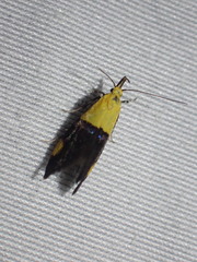 Oecophora bractella