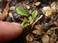 Nothofagus obliqua