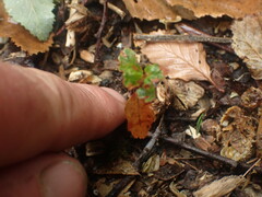 Nothofagus obliqua