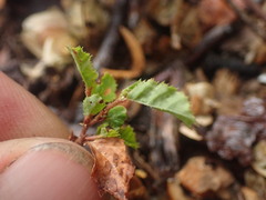 Nothofagus obliqua