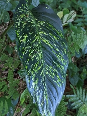 Dieffenbachia