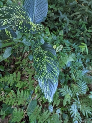 Dieffenbachia