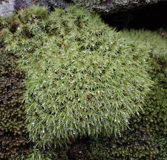 Bartramia pomiformis