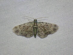 Larentiinae