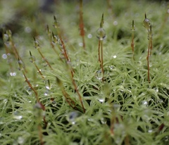 Bartramia pomiformis