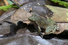 Phrynobatrachus plicatus