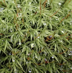 Bartramia pomiformis