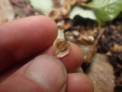 Nothofagus obliqua