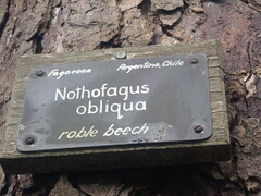 Nothofagus obliqua