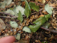 Nothofagus obliqua