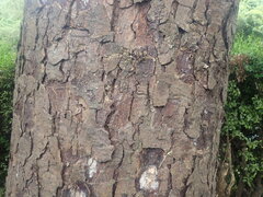 Nothofagus obliqua