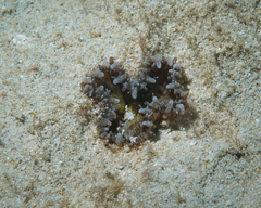 Palythoa mutuki