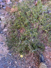 Gossypium armourianum