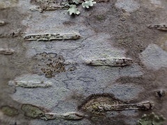 Lecideales