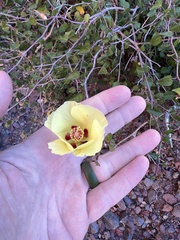 Gossypium armourianum