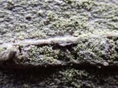 Lecideales