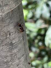 Dysdercus decussatus