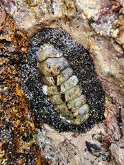 Acanthopleura gemmata