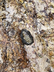 Acanthopleura gemmata