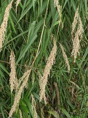 Arundo formosana