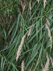 Arundo formosana