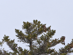 Spinus pinus image