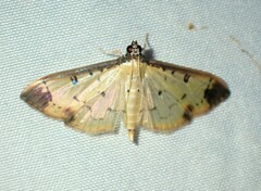 Eulepte