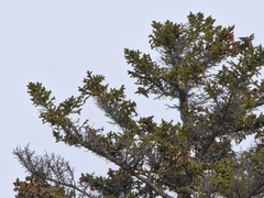 Spinus pinus image