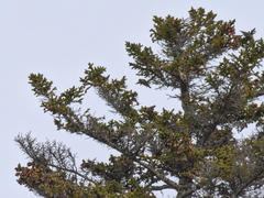 Spinus pinus image