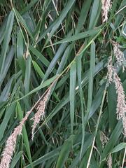 Arundo formosana