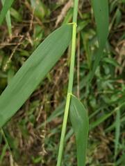 Arundo formosana