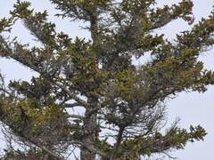 Spinus pinus image